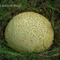 common earthball (Scleroderma citrinum) Kenneth Noble